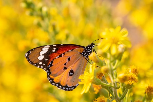 Step-by-Step Guide: Filing a Complaint Against a Car Dealership in the UK